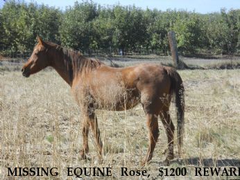 MISSING EQUINE Rose, $1200 REWARD Near Gilroy, CA, 95020
